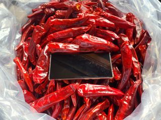 고추 조의현님의 고추 · 수확 작성글 사진