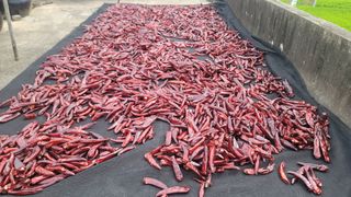 고추 조의현님의 고추 · 수확 작성글 사진