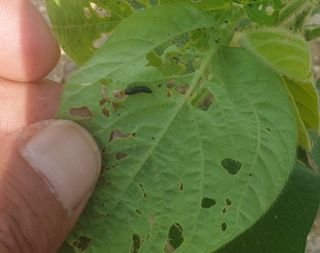 임동현님의 콩 · 병해충상담 작성글 사진