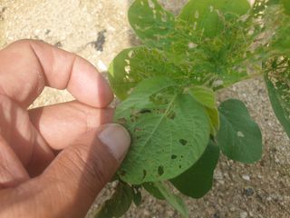 임동현님의 콩 · 병해충상담 작성글 사진