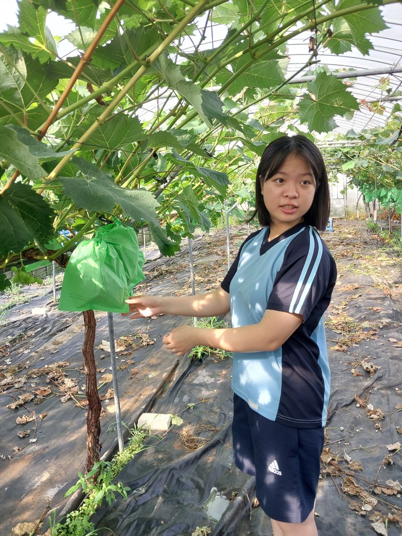 이옥신님의 장터 판매 상품 [샤인머스켓 2kg] 첨부 사진