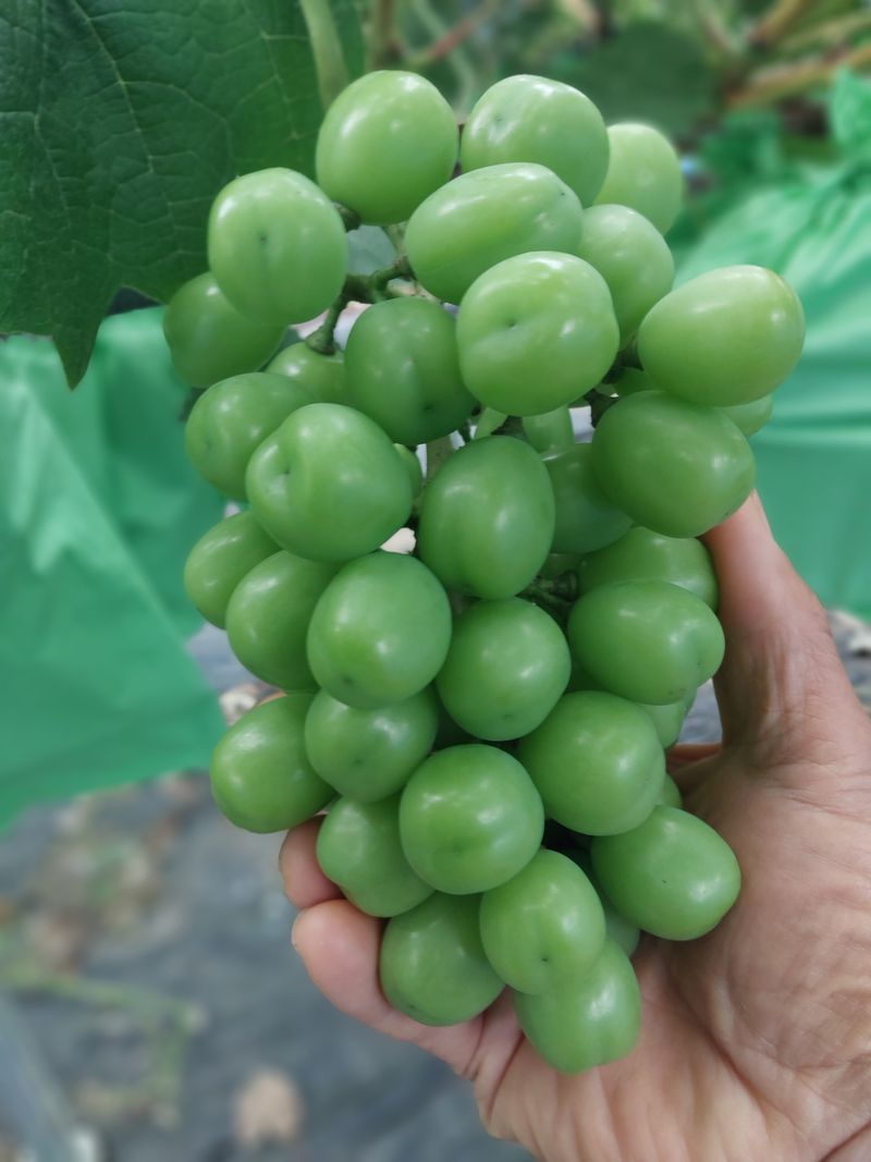 이옥신님의 장터 판매 상품 [샤인머스켓 2kg] 첨부 사진