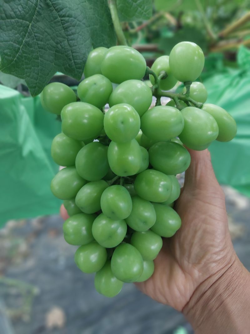 이옥신님의 장터 판매 상품 [샤인머스켓 2kg] 첨부 사진