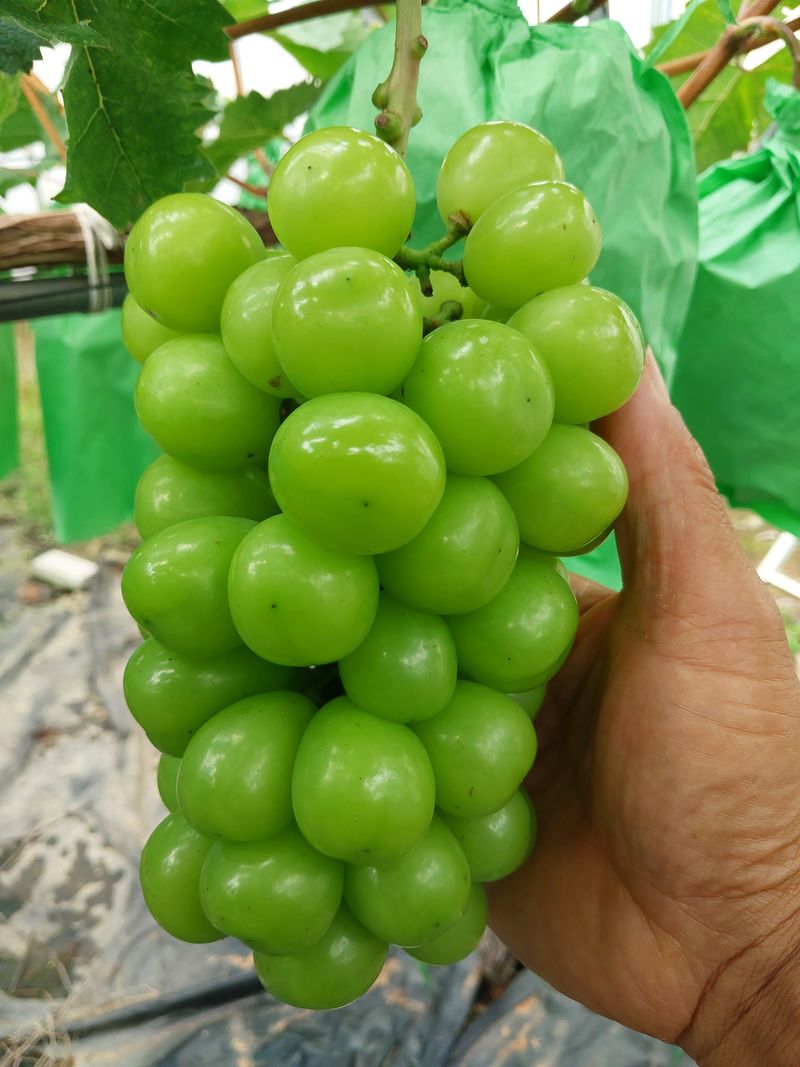 이옥신님의 장터 판매 상품 [샤인머스켓 2kg] 첨부 사진