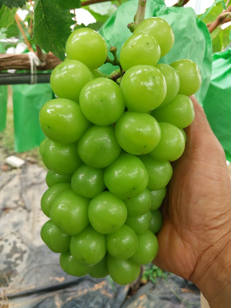 이옥신님의 장터 판매 상품 [샤인머스켓 2kg] 첨부 사진