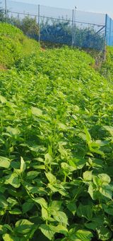 팜모닝 들깨·자유게시판 게시글 이미지