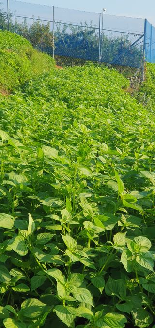 제주님의 들깨 · 자유게시판 작성글 사진