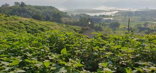 제주님의 들깨 · 자유게시판 작성글 사진