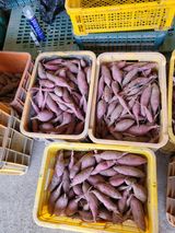 팜모닝 고구마·자유게시판 게시글 이미지