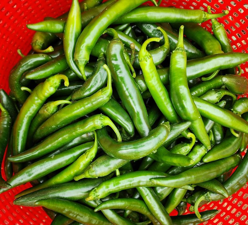 오마니농장님의 장터 판매 상품 [GAP 인증받은 과일맛풋고추 2키로] 첨부 사진