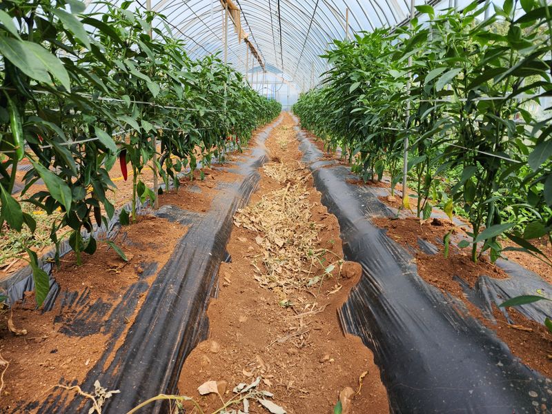 오마니농장님의 장터 판매 상품 [GAP 인증받은 과일맛풋고추 2키로] 첨부 사진