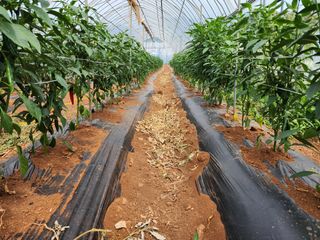 오마니농장님의 작성글 사진