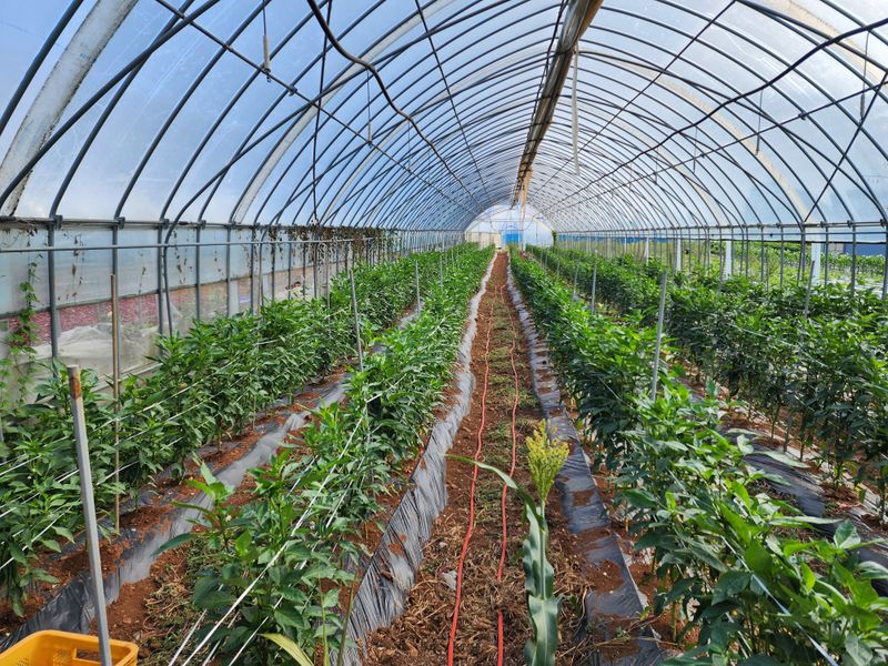 오마니농장님의 장터 판매 상품 [GAP 인증받은 과일맛풋고추 2키로] 첨부 사진