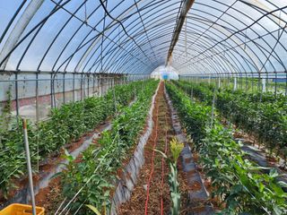 오마니농장님의 작성글 사진