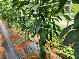 오마니농장님의 작성글 사진