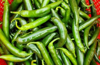 오마니농장님의 작성글 사진