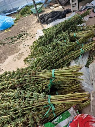 해남댁님의 자유주제 · 자유게시판 작성글 사진