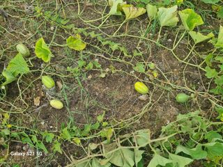 귀농대박님의 자유주제 · 자유게시판 작성글 사진