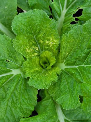 성훈경님의 배추 · 병해충상담 작성글 사진