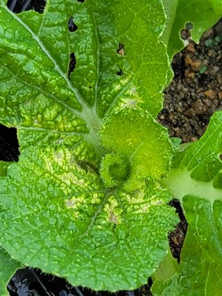 성훈경님의 배추 · 병해충상담 작성글 사진