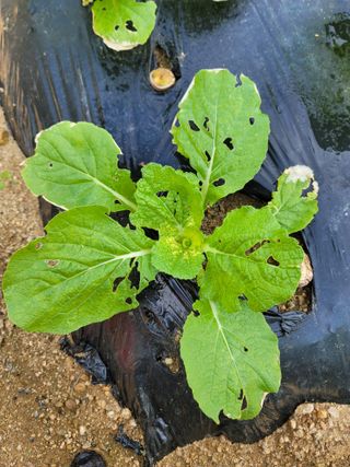 성훈경님의 배추 · 병해충상담 작성글 사진