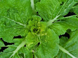 성훈경님의 배추 · 병해충상담 작성글 사진