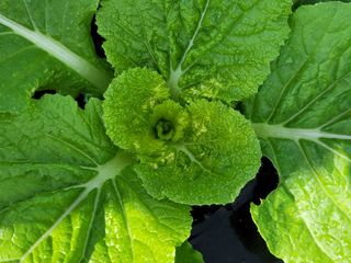 성훈경님의 배추 · 병해충상담 작성글 사진