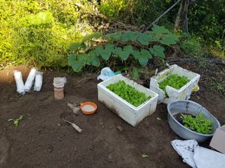 당근한개님의 기타작물 · 자유게시판 작성글 사진