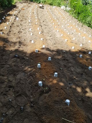 당근한개님의 기타작물 · 자유게시판 작성글 사진