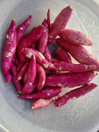 곽해영님의 고구마 · 자유게시판 작성글 사진