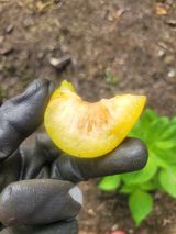 팜모닝 자두·병해충상담 게시글 이미지