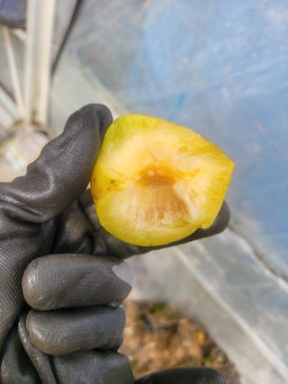 우경농원님의 자두 · 병해충상담 작성글 사진