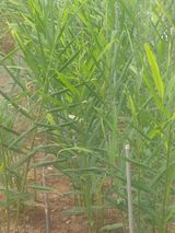 팜모닝 자유주제·자유게시판 게시글 이미지