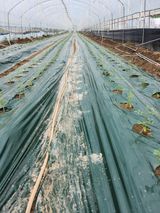 팜모닝 O학년 △반 이세요?·참여글 게시글 이미지