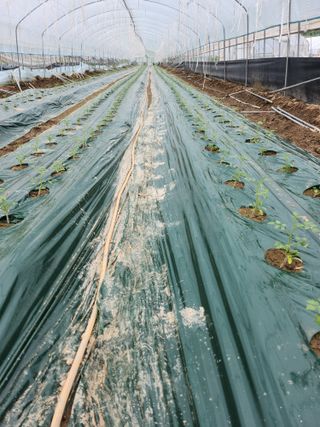 덕촌농원님의 O학년 △반 이세요? · 참여글 작성글 사진