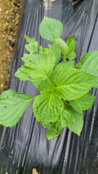 김진님의 들깨 · 병해충상담 작성글 사진