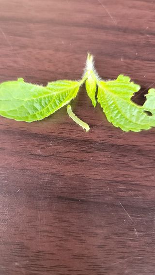 김진님의 들깨 · 병해충상담 작성글 사진