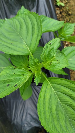 김진님의 들깨 · 병해충상담 작성글 사진