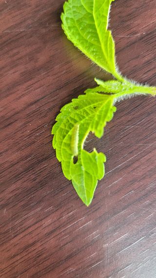 김진님의 들깨 · 병해충상담 작성글 사진