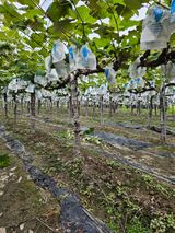 팜모닝 포도·자유게시판 게시글 이미지