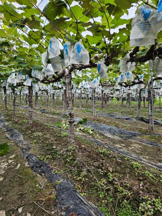 송광영님의 포도 · 자유게시판 작성글 사진