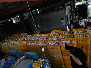 송광영님의 포도 · 자유게시판 작성글 사진