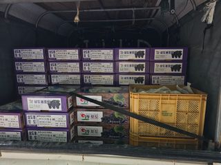 송광영님의 포도 · 자유게시판 작성글 사진