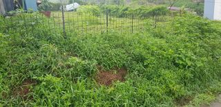 조현진(신작로)님의 자두 · 영농일지 작성글 사진