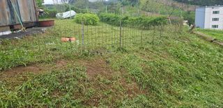 조현진(신작로)님의 자두 · 영농일지 작성글 사진