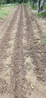 팜모닝 배추·영농일지 게시글 이미지