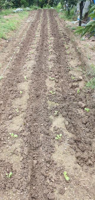 선진수님의 배추 · 영농일지 작성글 사진