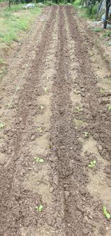 팜모닝 배추·영농일지 게시글 이미지