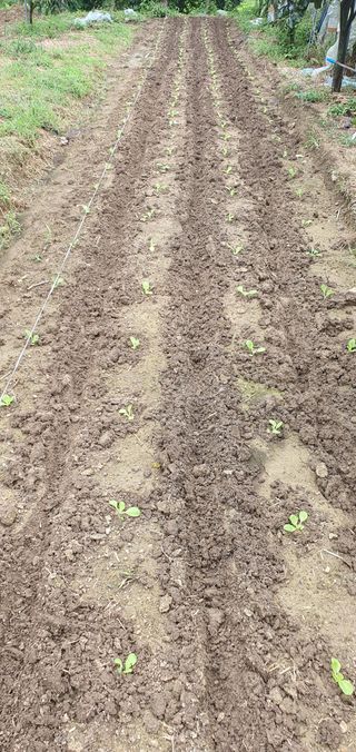 선진수님의 배추 · 영농일지 작성글 사진