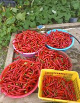 팜모닝 O학년 △반 이세요?·참여글 게시글 이미지